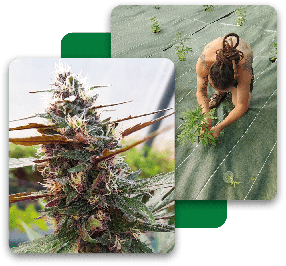 nos Fleurs-de-CBD-exceptionnel